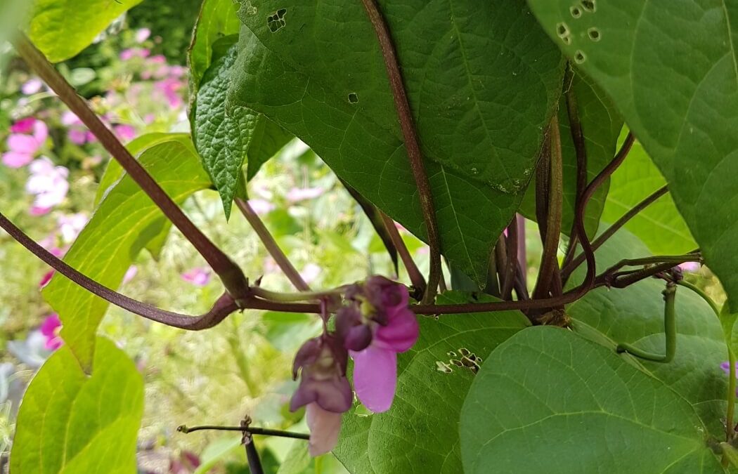 Peulvruchten in een vegetarisch voedingspatroon