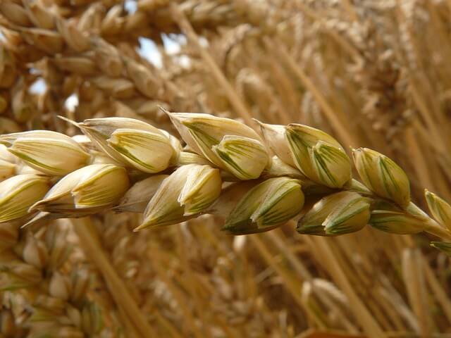 Granen met gluten: tarwe