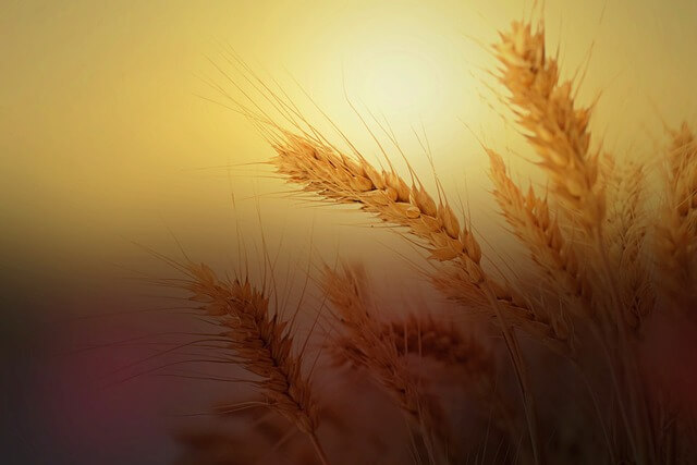 Granen met gluten: tarwe