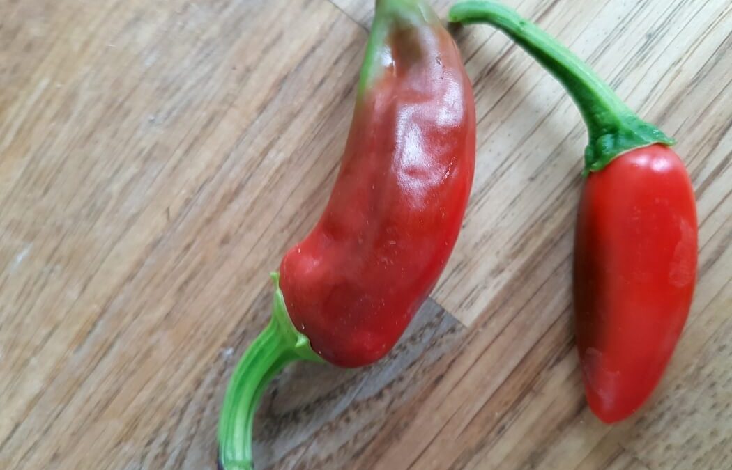 Vegetarisch koken met kruiden en specerijen