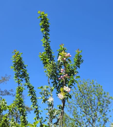 Appelbloesem