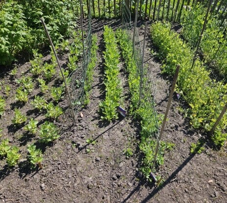 Biologische groenten uit eigen tuin
