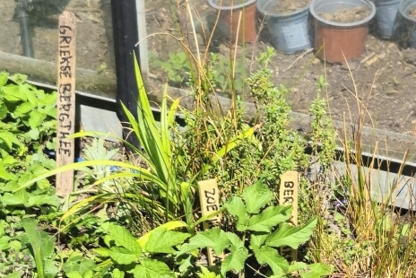 Thee uit eigen tuin